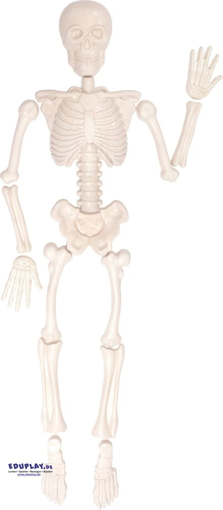Eduplay Set báboviček Lidské tělo